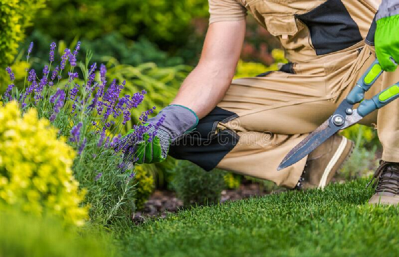 Top 10 Garden Maintenance Equipment for North Shore Residents