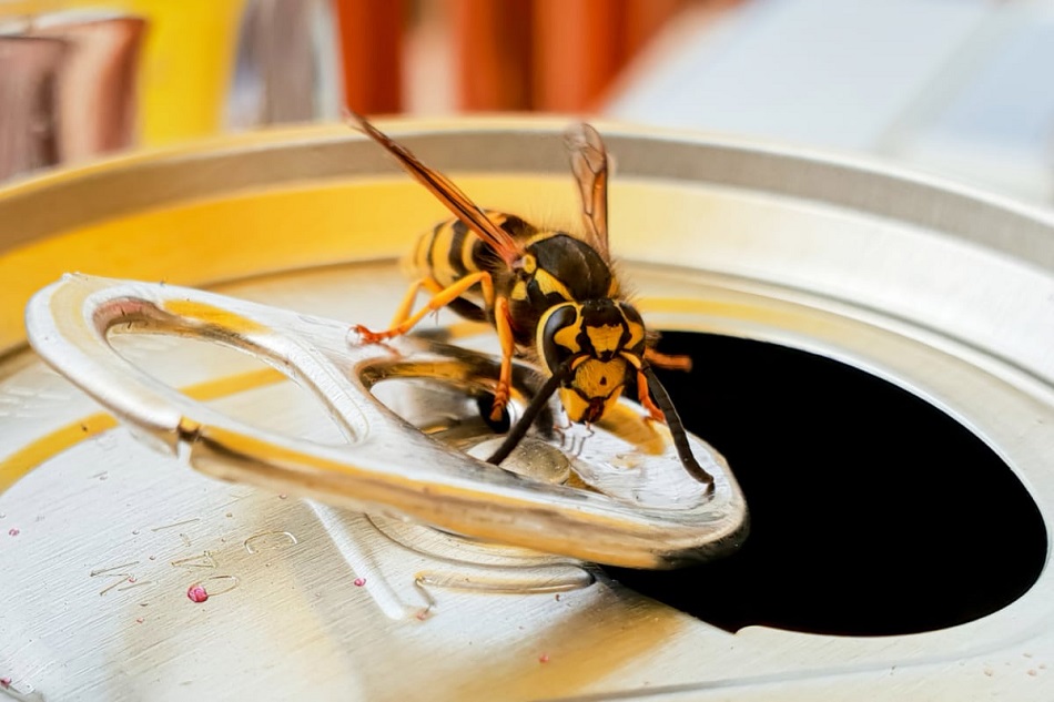 Wasps on your home