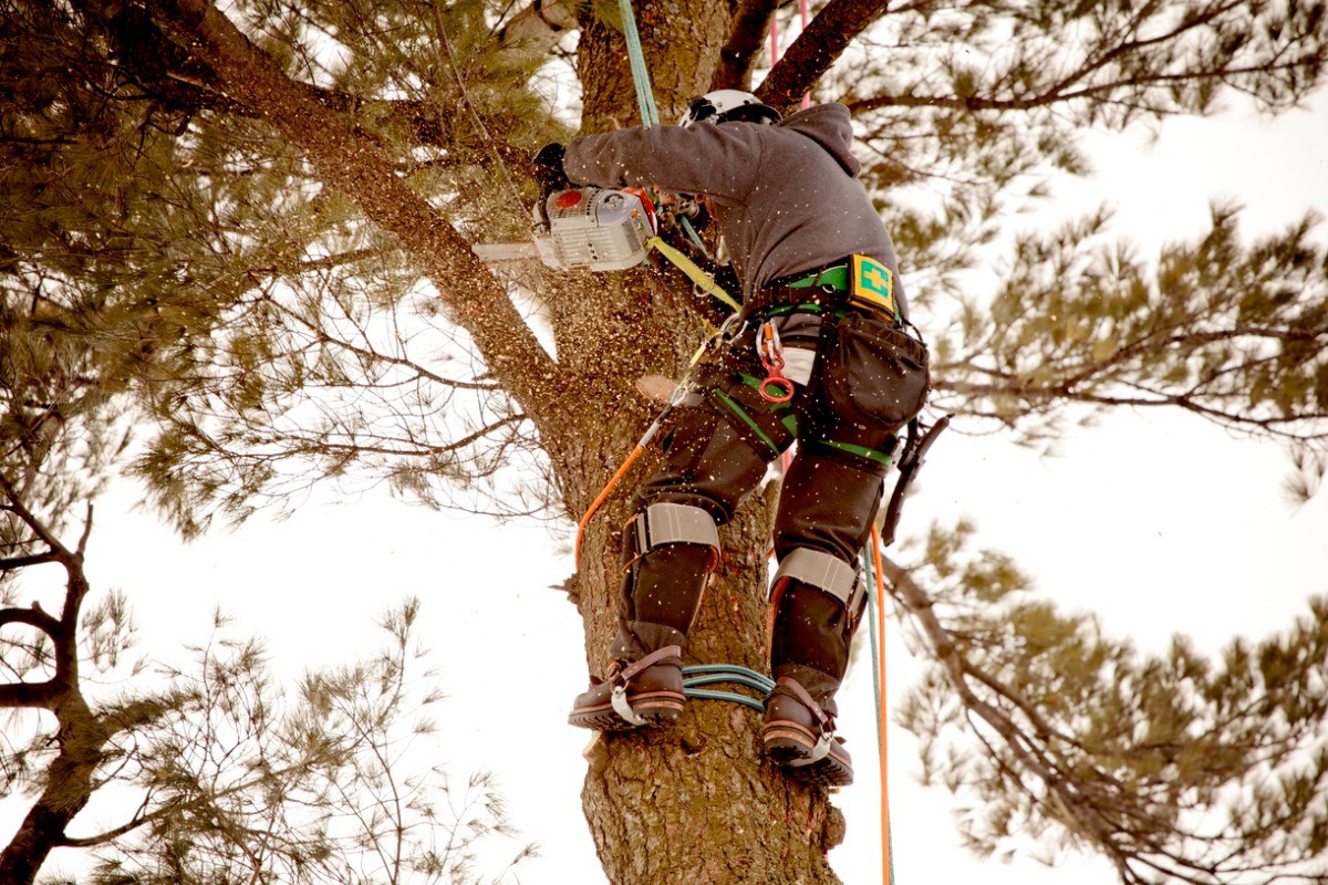 The importance of arborist services