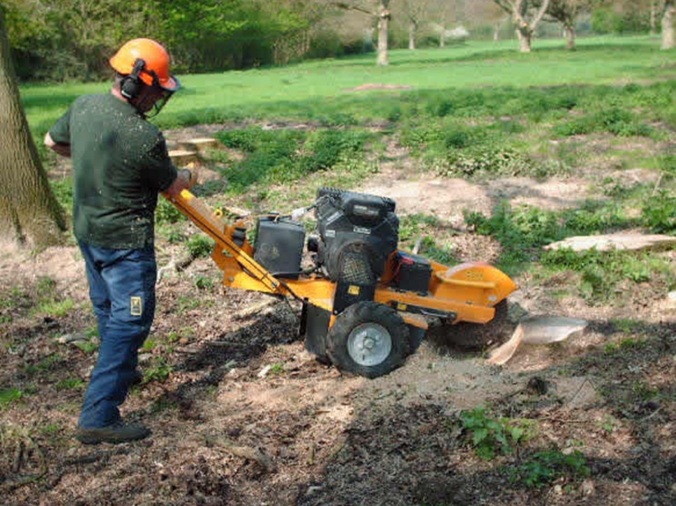 6 Methods For Tree Stump Removal In Auckland