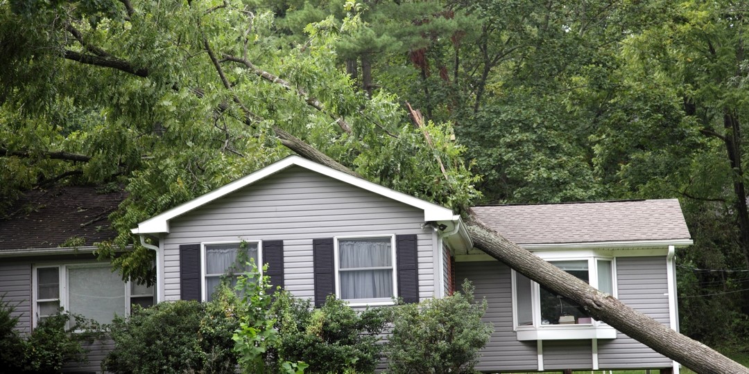 Tips To Prepare Your Trees Before Storms
